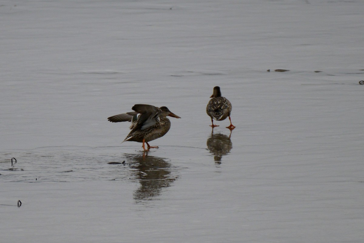 Northern Shoveler - ML295436011