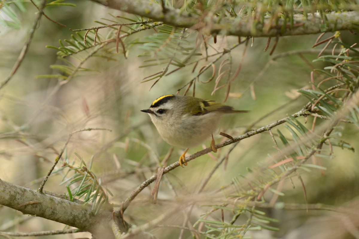 Golden-crowned Kinglet - ML295436241