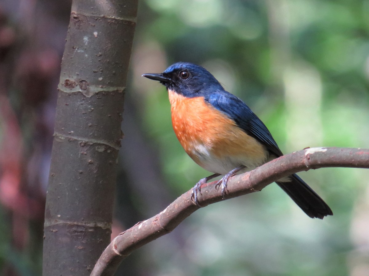 Mangrove Blue Flycatcher - ML29543691