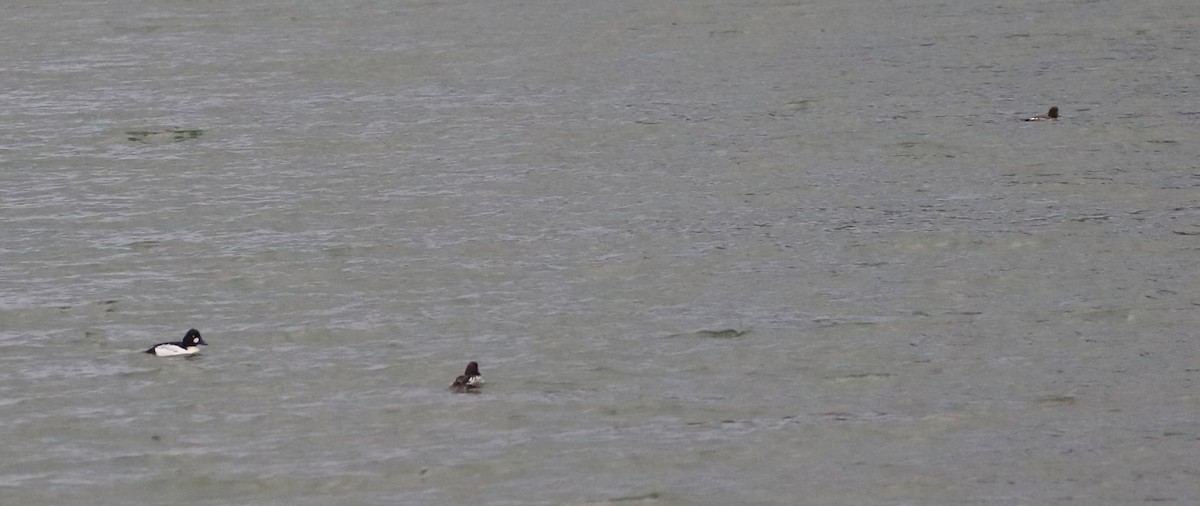 Common Goldeneye - ML295436961