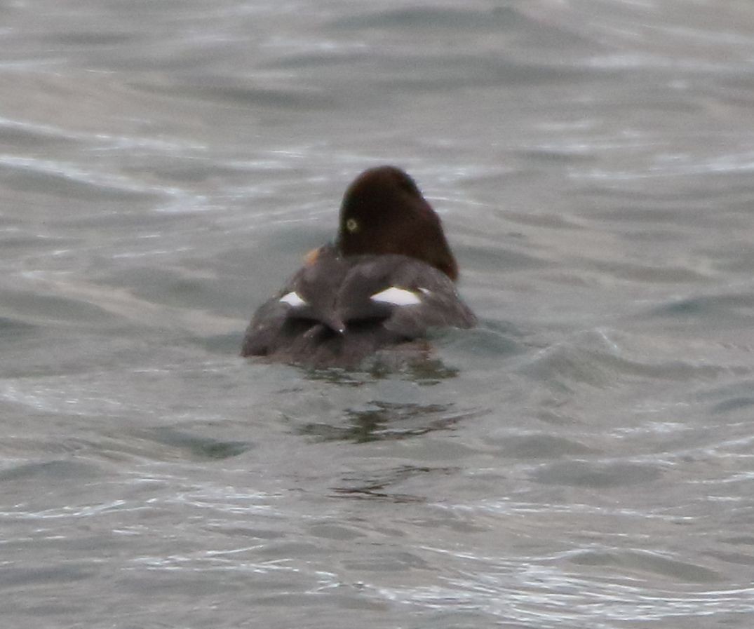 Common Goldeneye - ML295437011