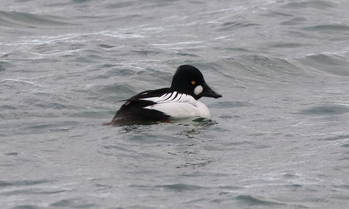 Common Goldeneye - ML295437071