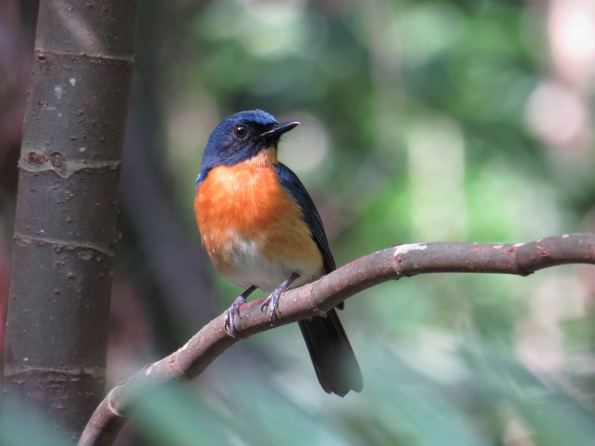 Mangrove Blue Flycatcher - ML29543721