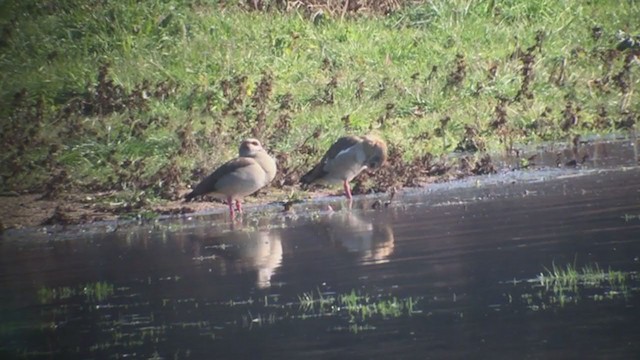 Egyptian Goose - ML295437231