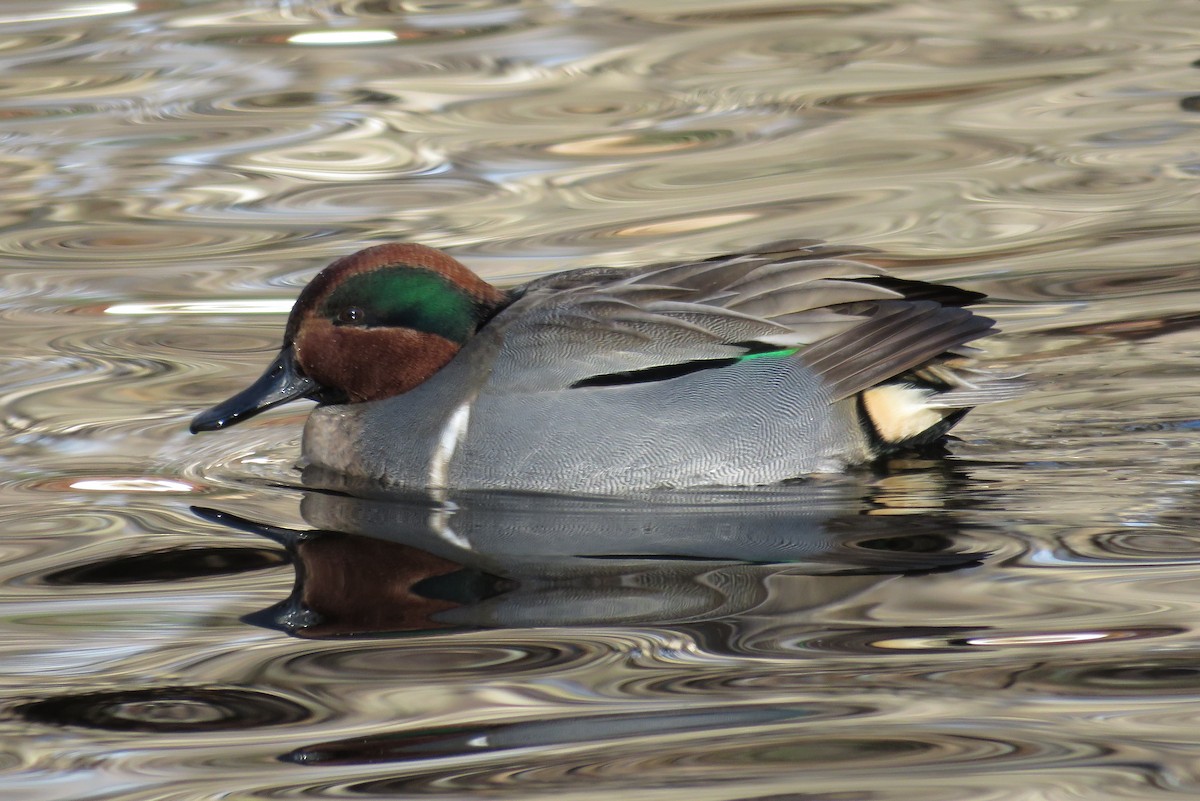 Green-winged Teal - Josh Fecteau