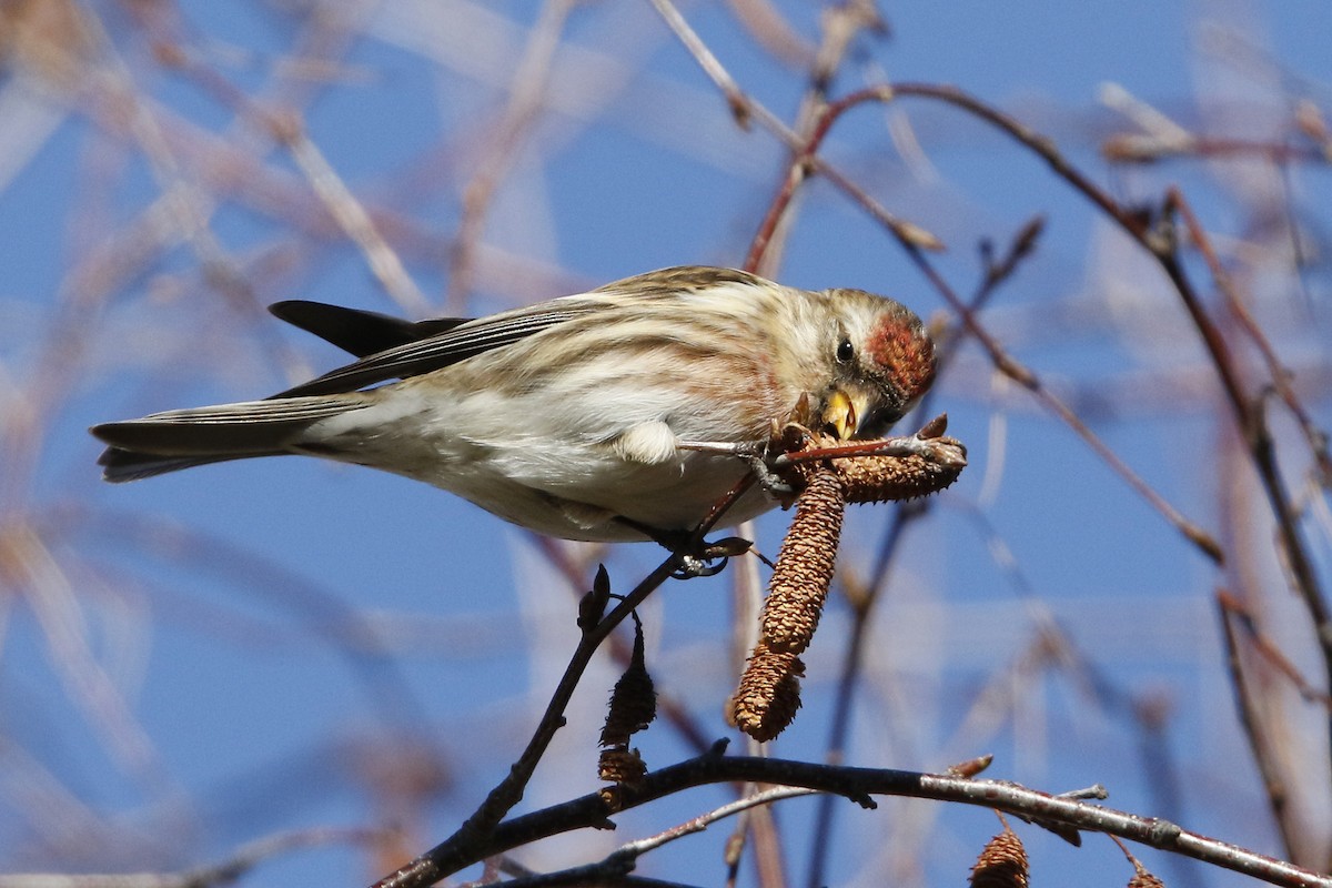 Lesser Redpoll - ML295443721