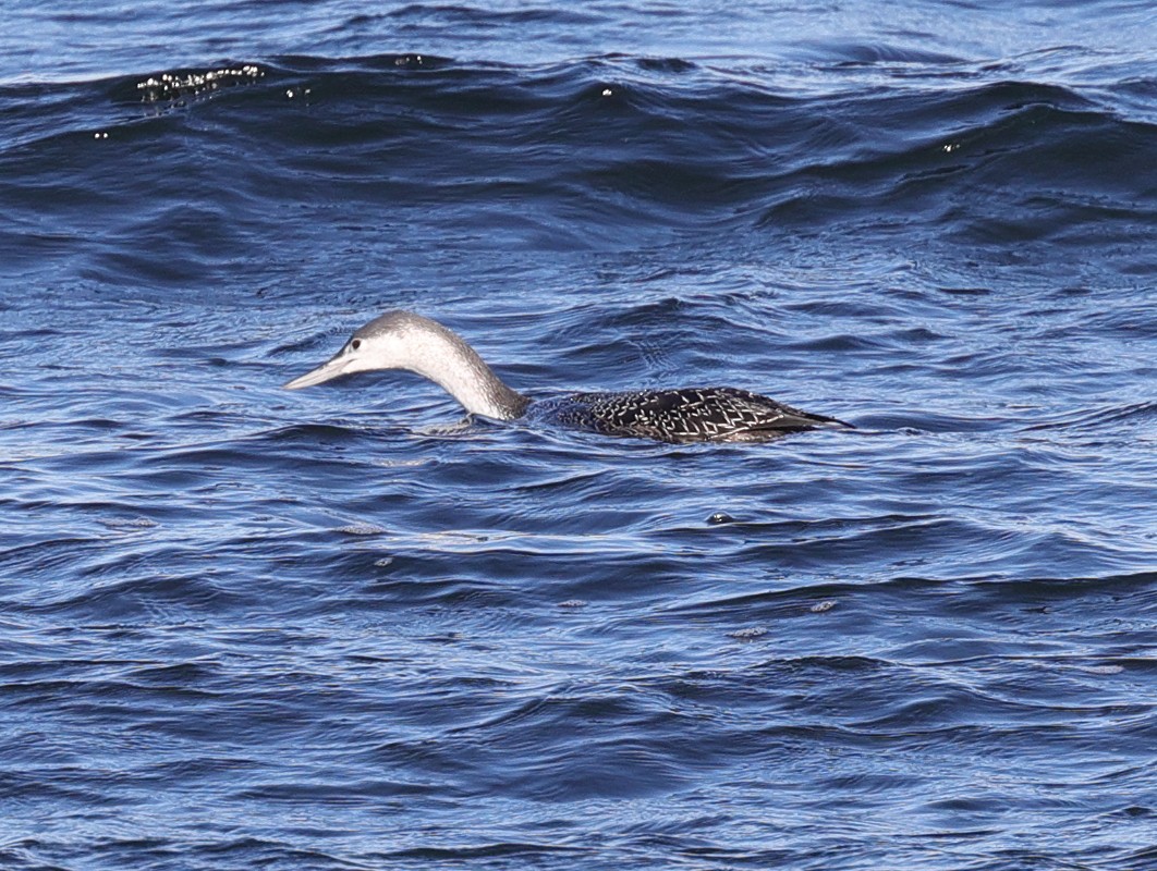 Red-throated Loon - ML295446551