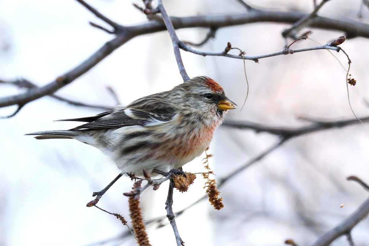 Lesser Redpoll - ML295446591