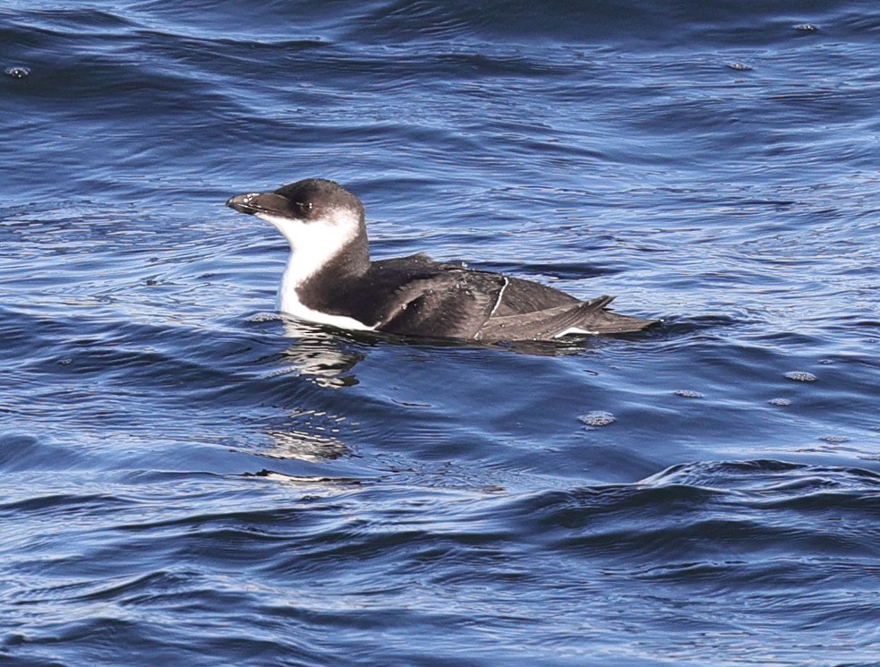 Razorbill - Henry Zimberlin