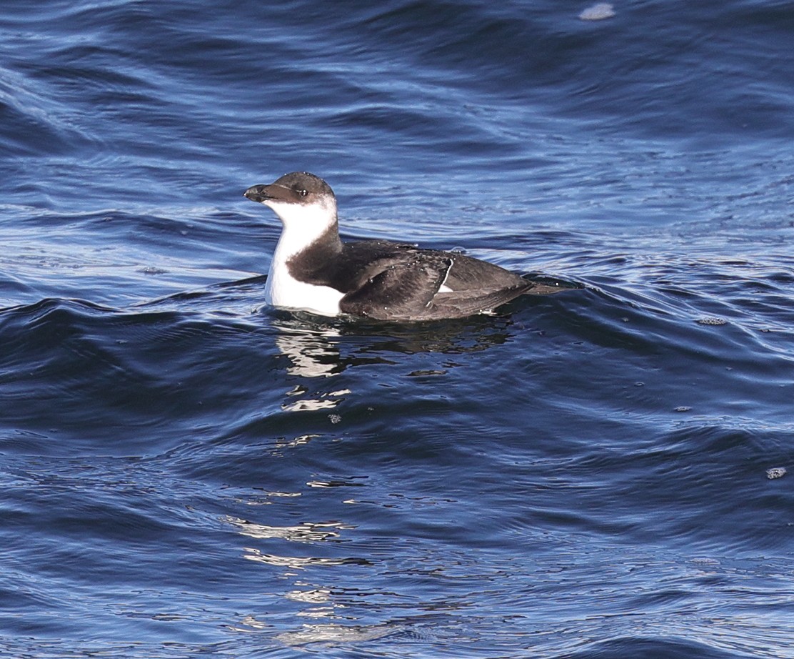 Razorbill - ML295446631