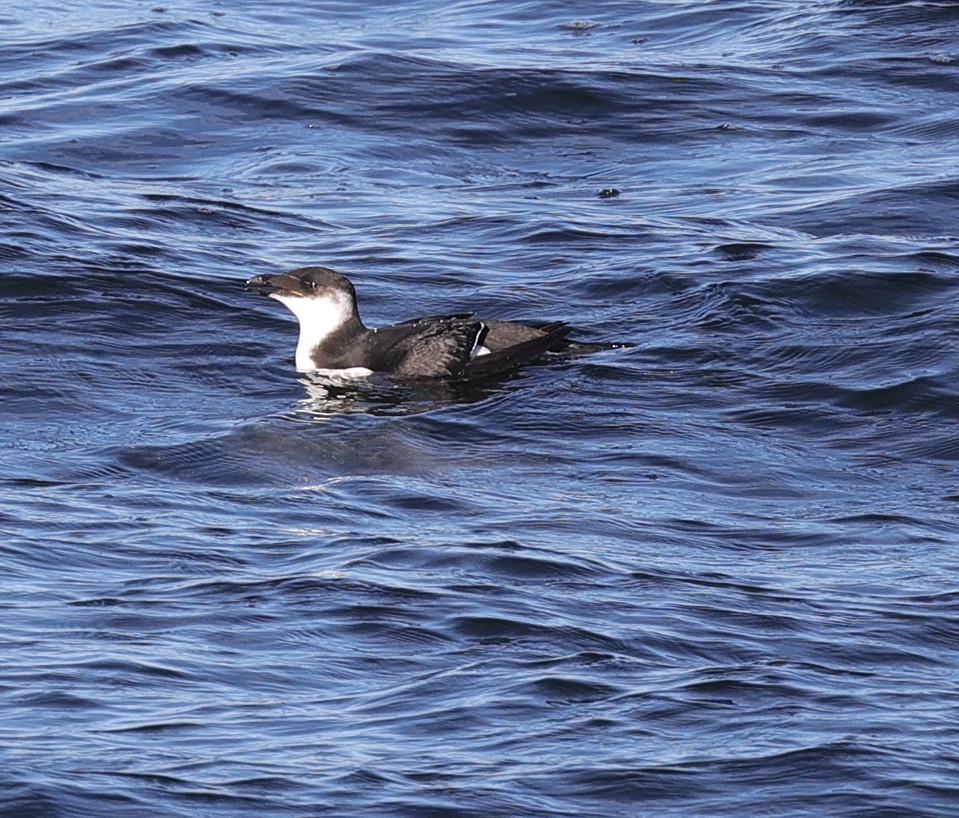 Razorbill - ML295446671