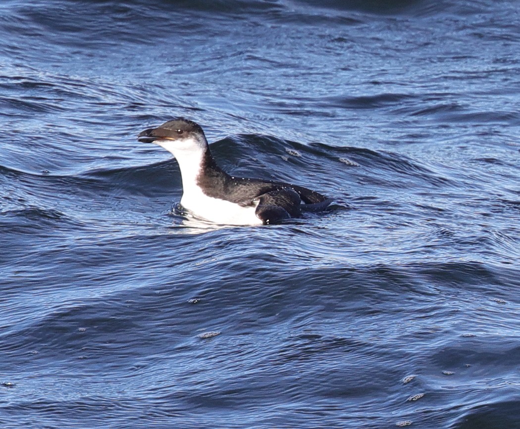 Razorbill - ML295446911