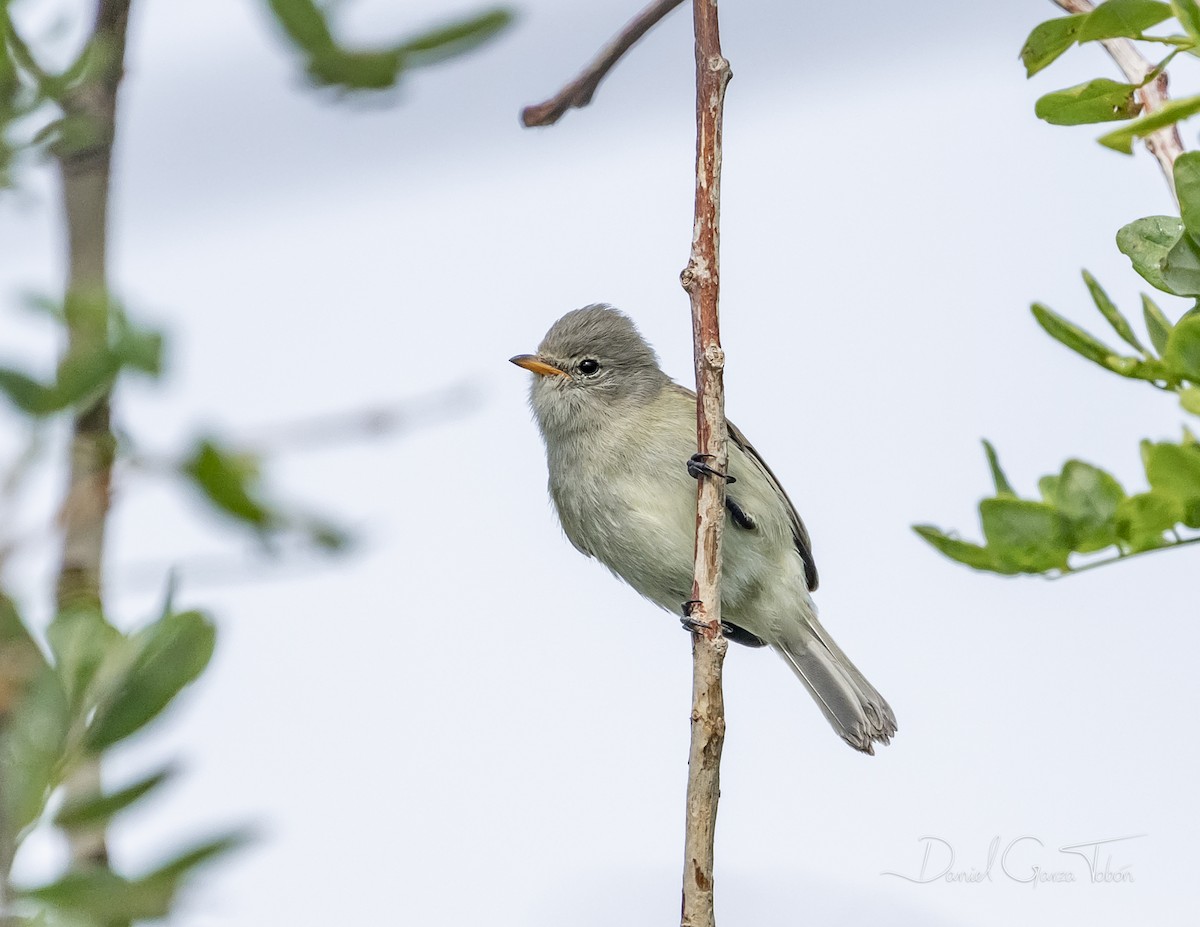 Northern Beardless-Tyrannulet - ML295447691