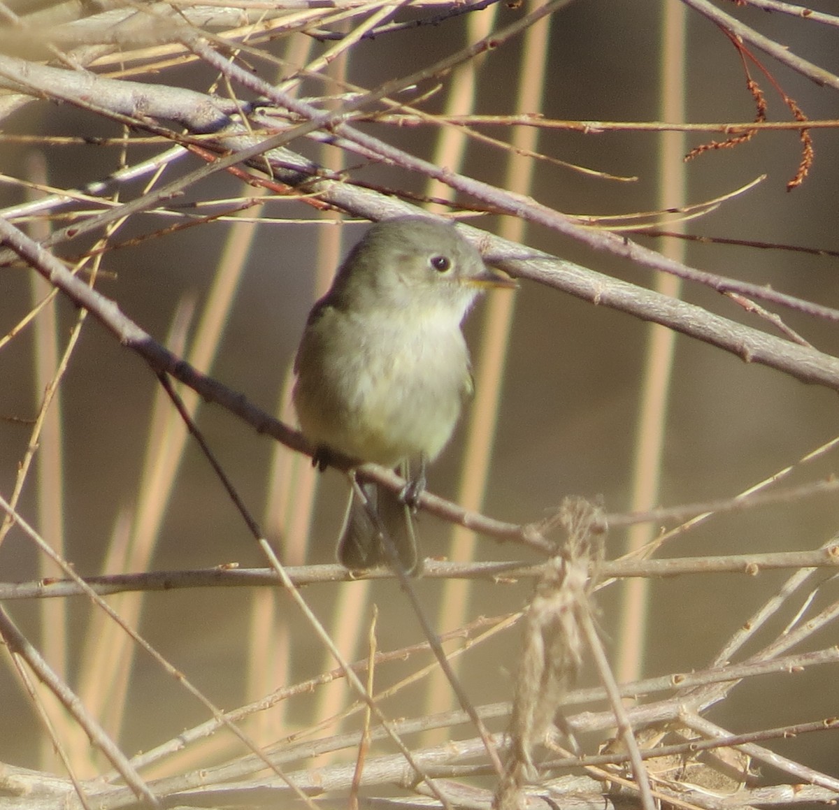 Gray Flycatcher - ML295447711