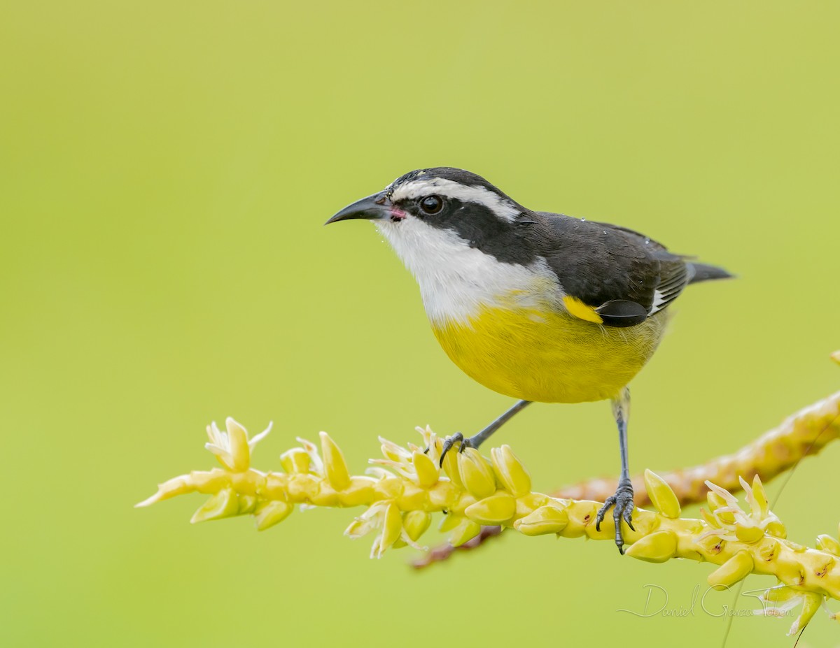 Bananaquit - ML295448281