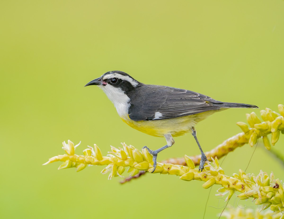 Bananaquit - ML295448291