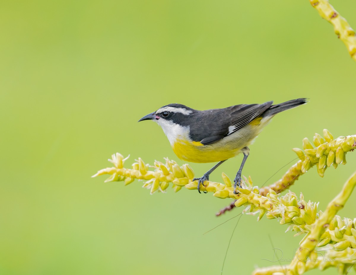 Bananaquit - ML295448301