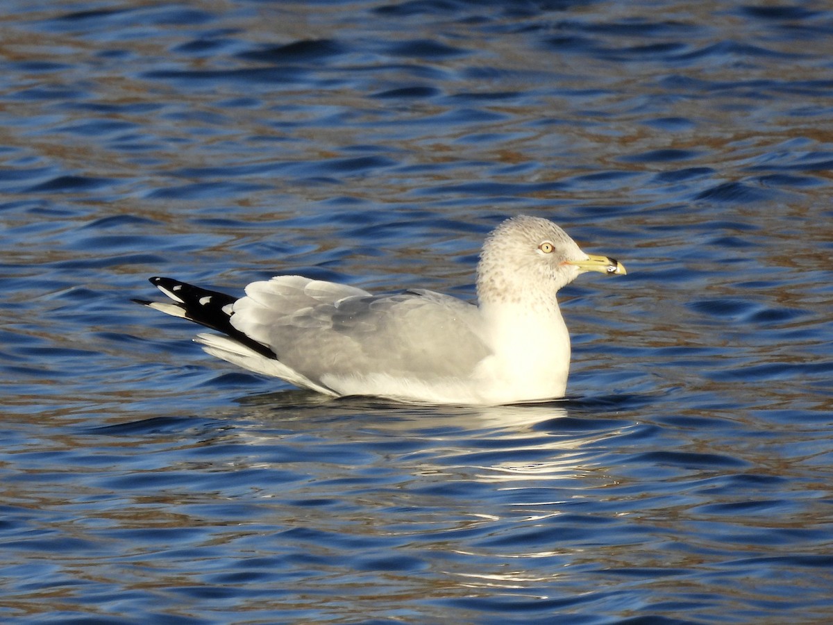 Ring-billed Gull - ML295448311