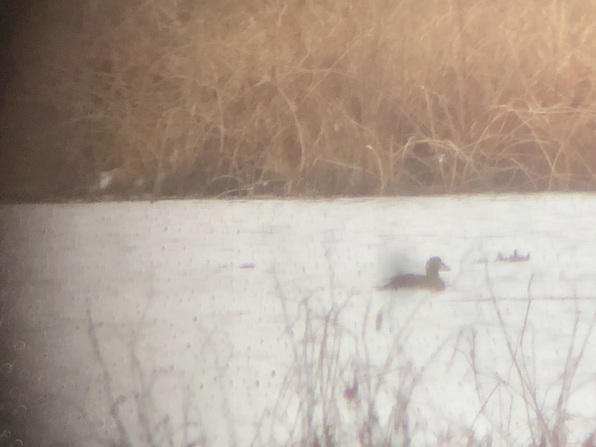 Surf Scoter - ML295449311