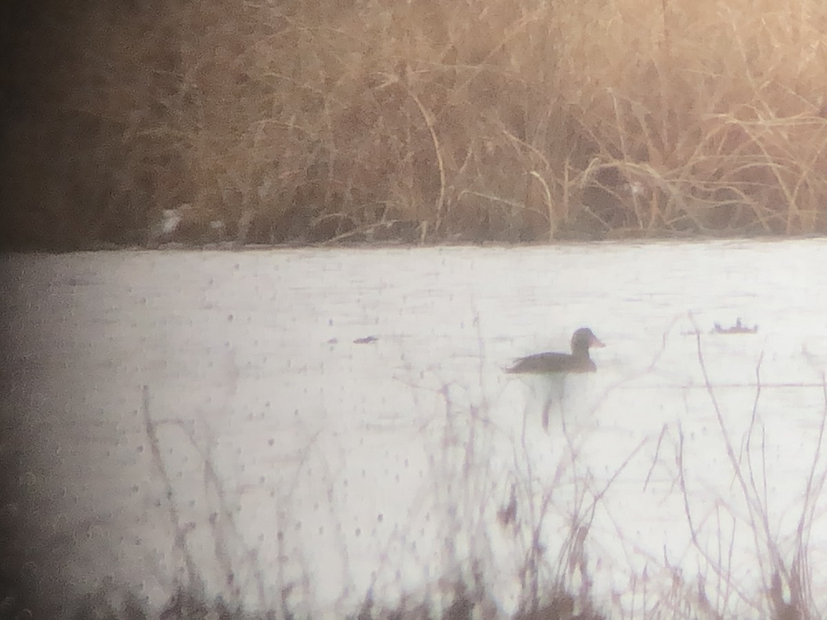 Surf Scoter - ML295449421