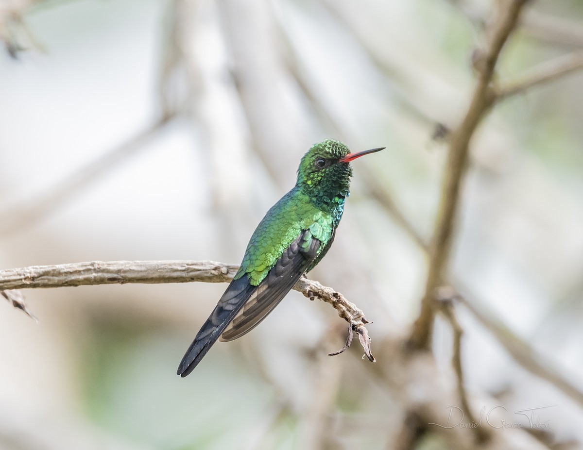 Cozumel Emerald - Daniel Garza Tobón