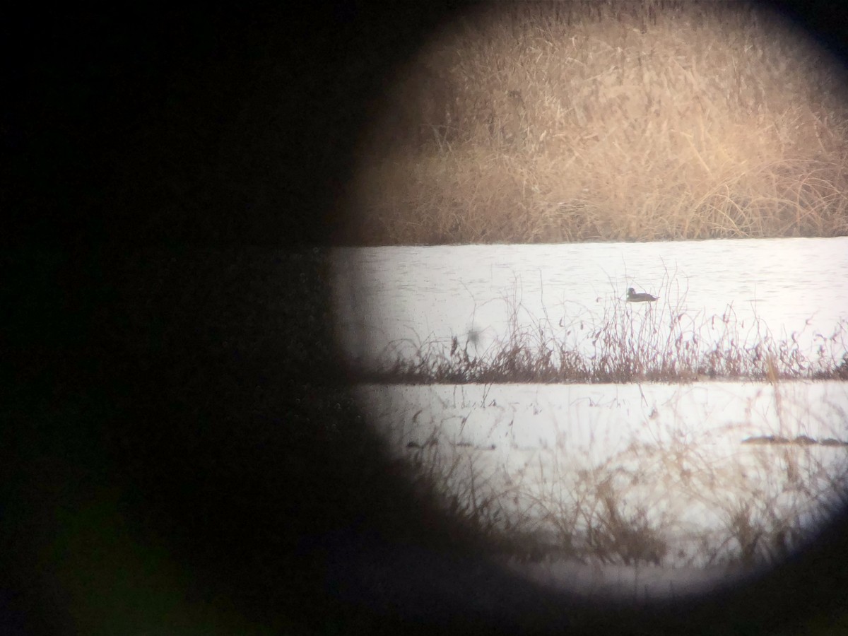 Surf Scoter - ML295449781