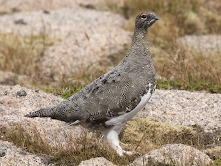 Breeding male - Rock Ptarmigan