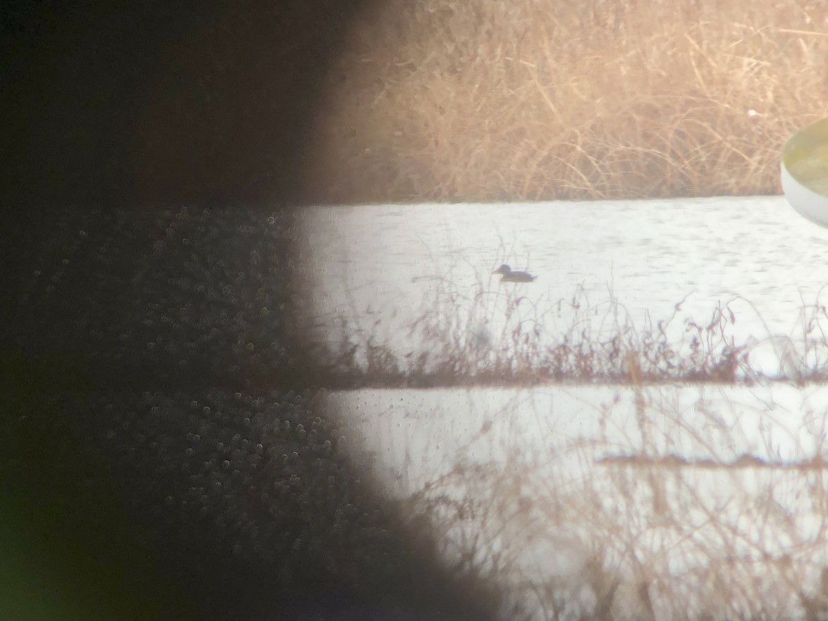 Surf Scoter - ML295450671