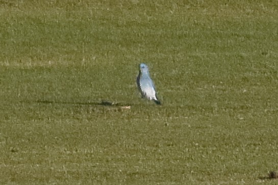 Mountain Bluebird - Mark L. Hoffman