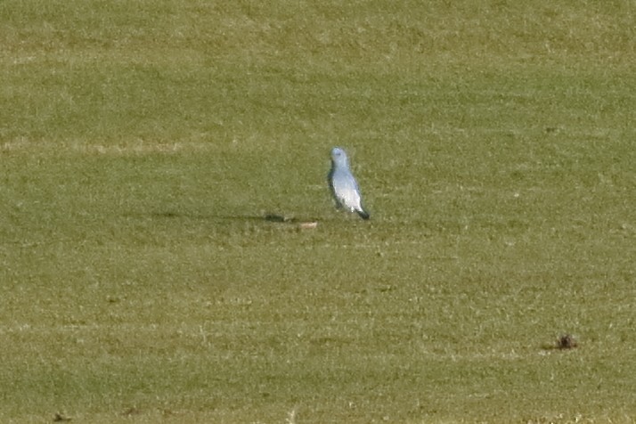 Mountain Bluebird - Mark L. Hoffman