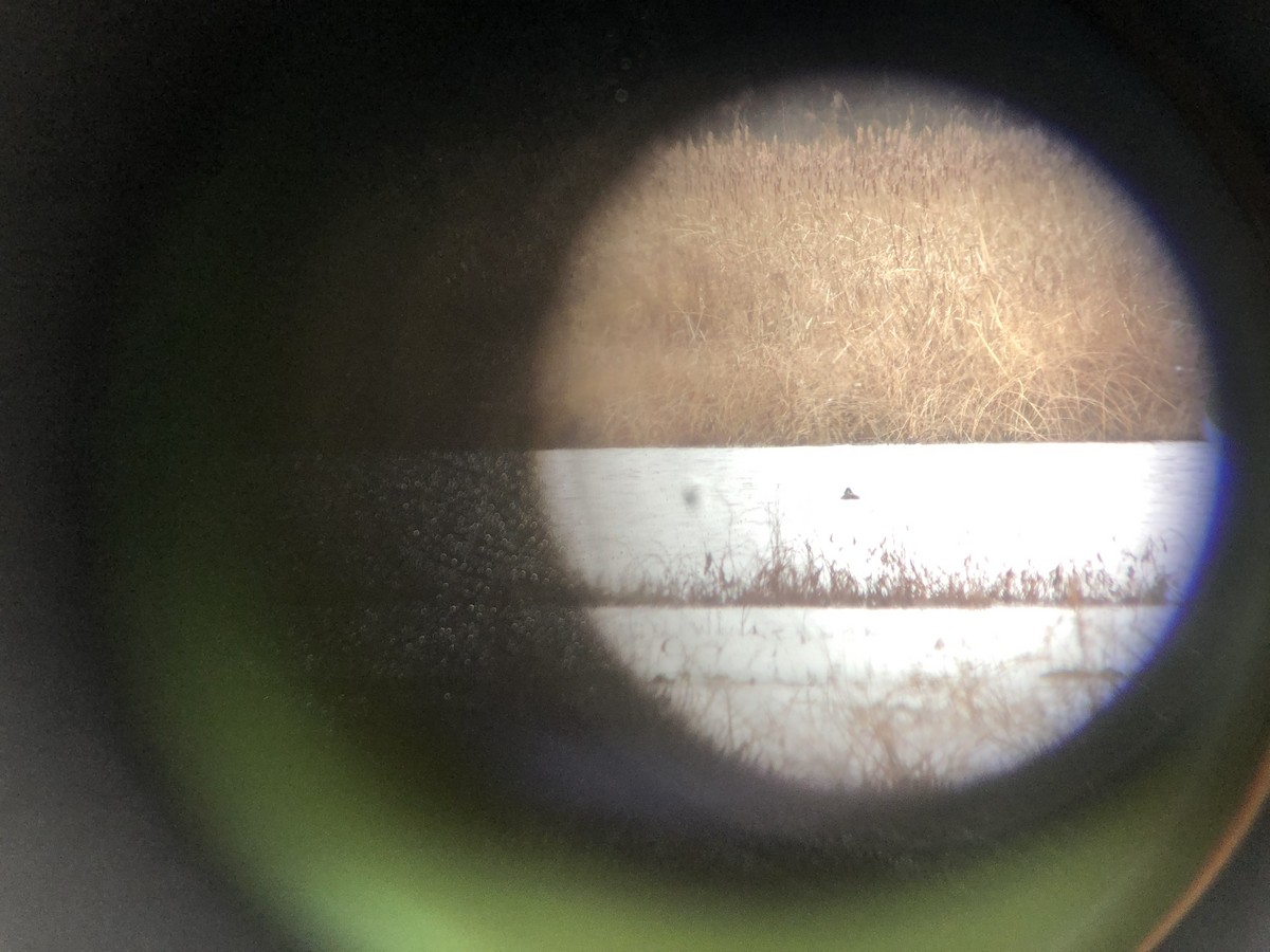 Surf Scoter - ML295451311