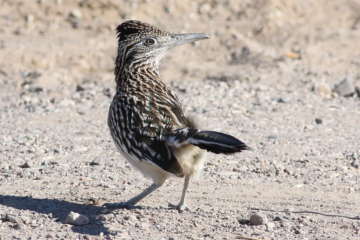 Greater Roadrunner - ML295451881