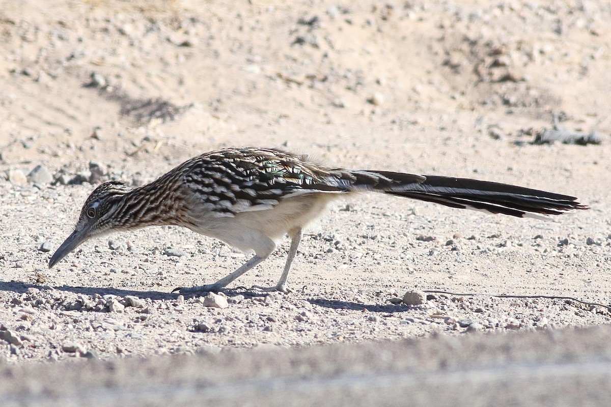 Greater Roadrunner - ML295451901