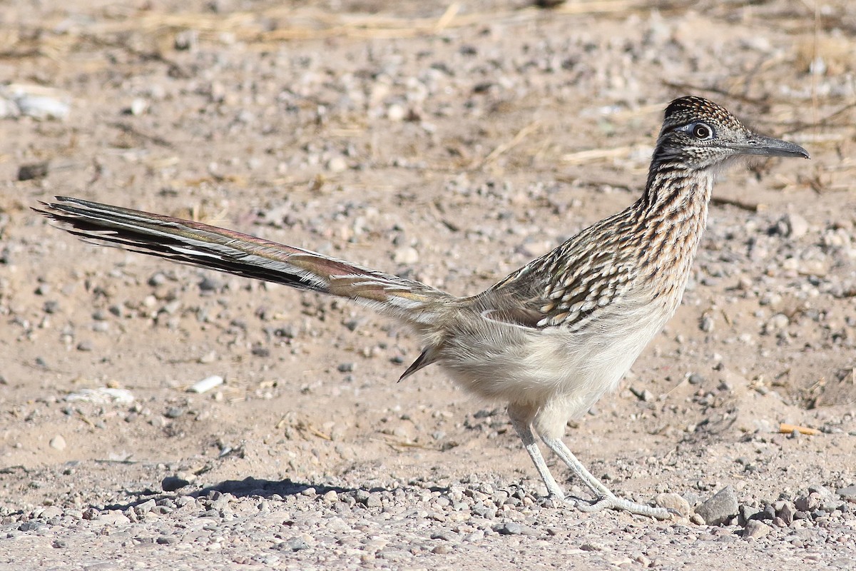 Greater Roadrunner - ML295451921