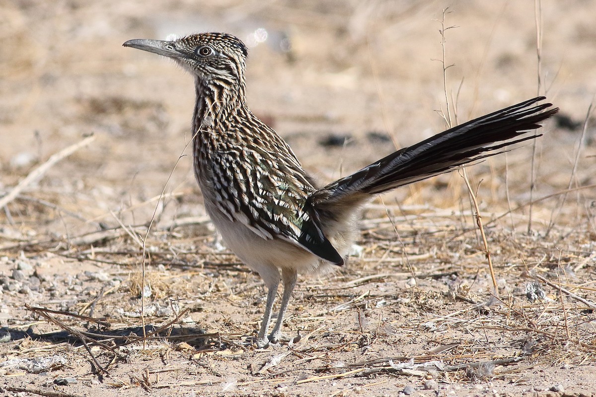 Greater Roadrunner - ML295451951