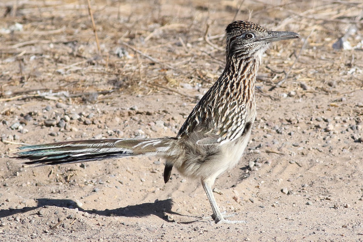 Greater Roadrunner - ML295451961