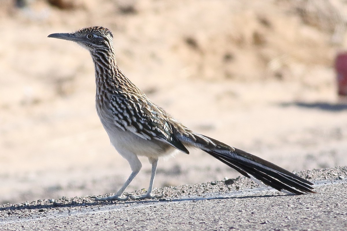 Greater Roadrunner - ML295451991