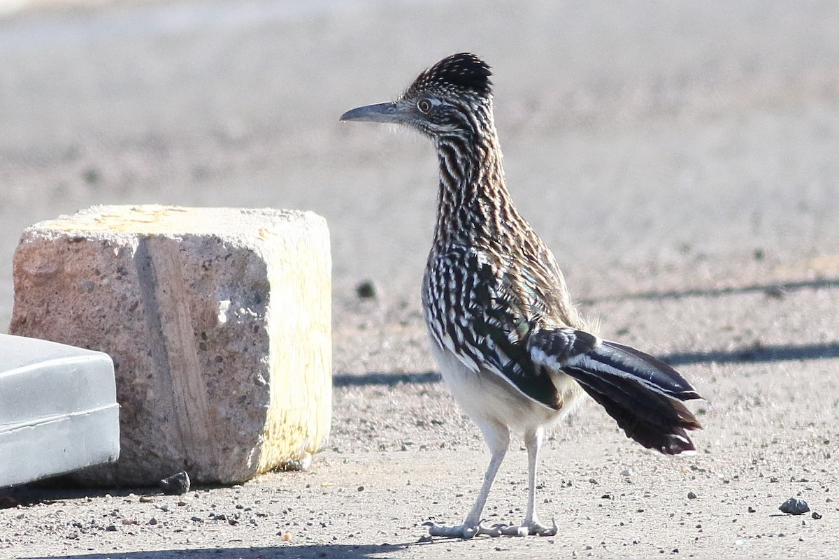 Greater Roadrunner - ML295452031