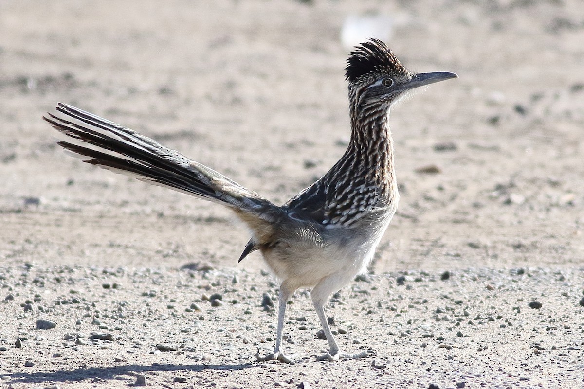 Greater Roadrunner - ML295452061