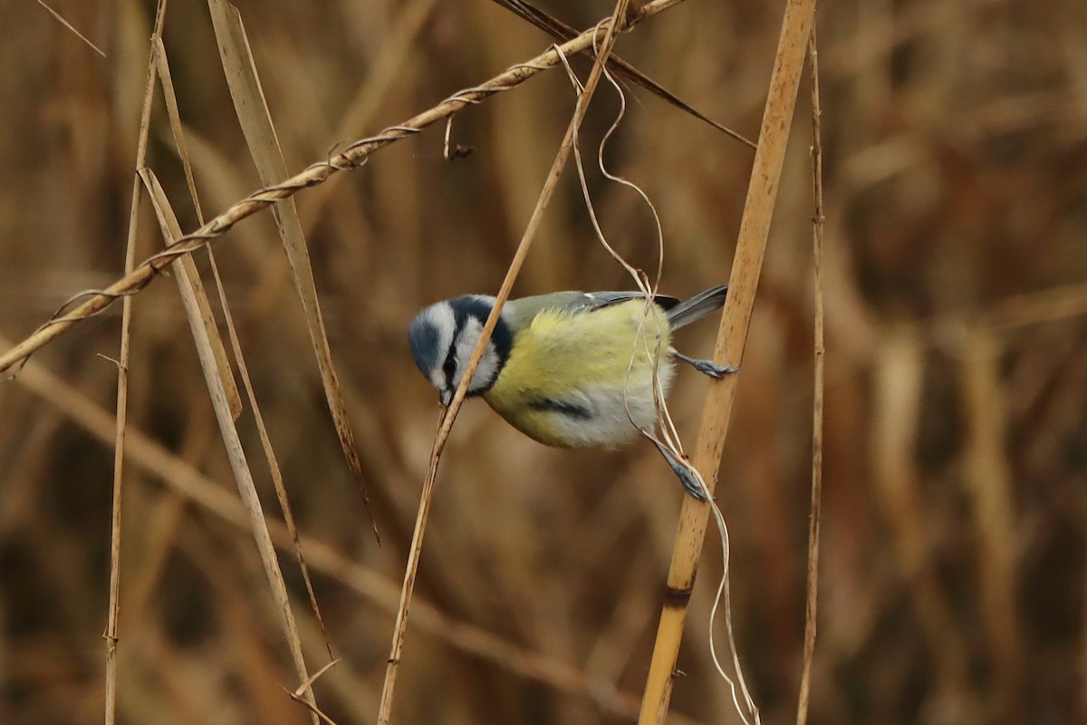 Eurasian Blue Tit - ML295454811