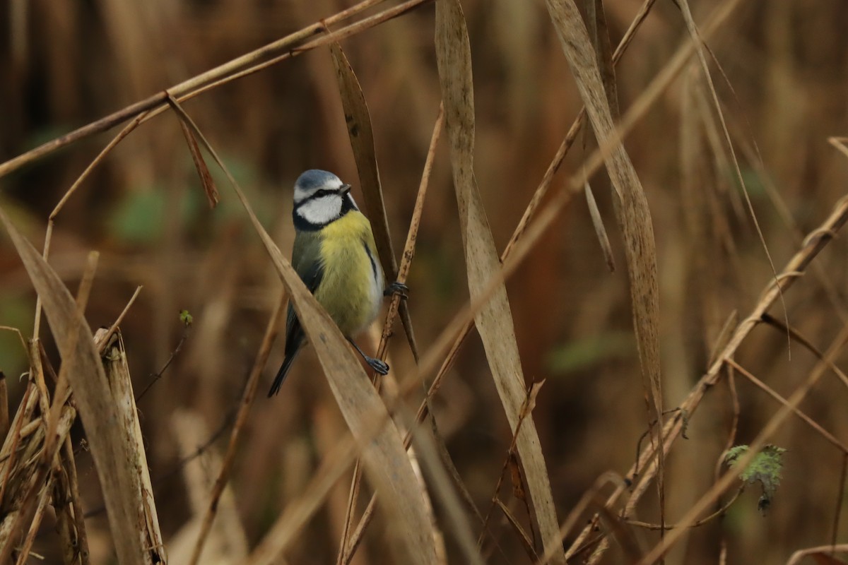 Eurasian Blue Tit - ML295454911