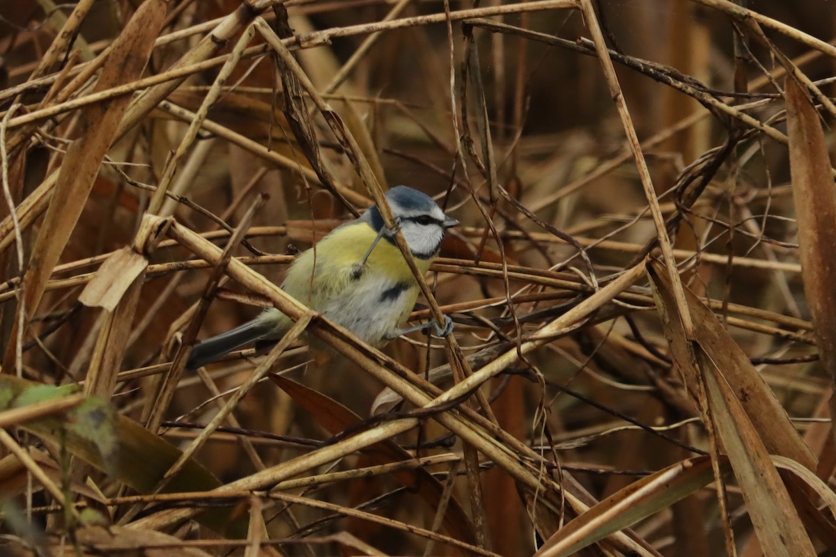 Eurasian Blue Tit - ML295455741