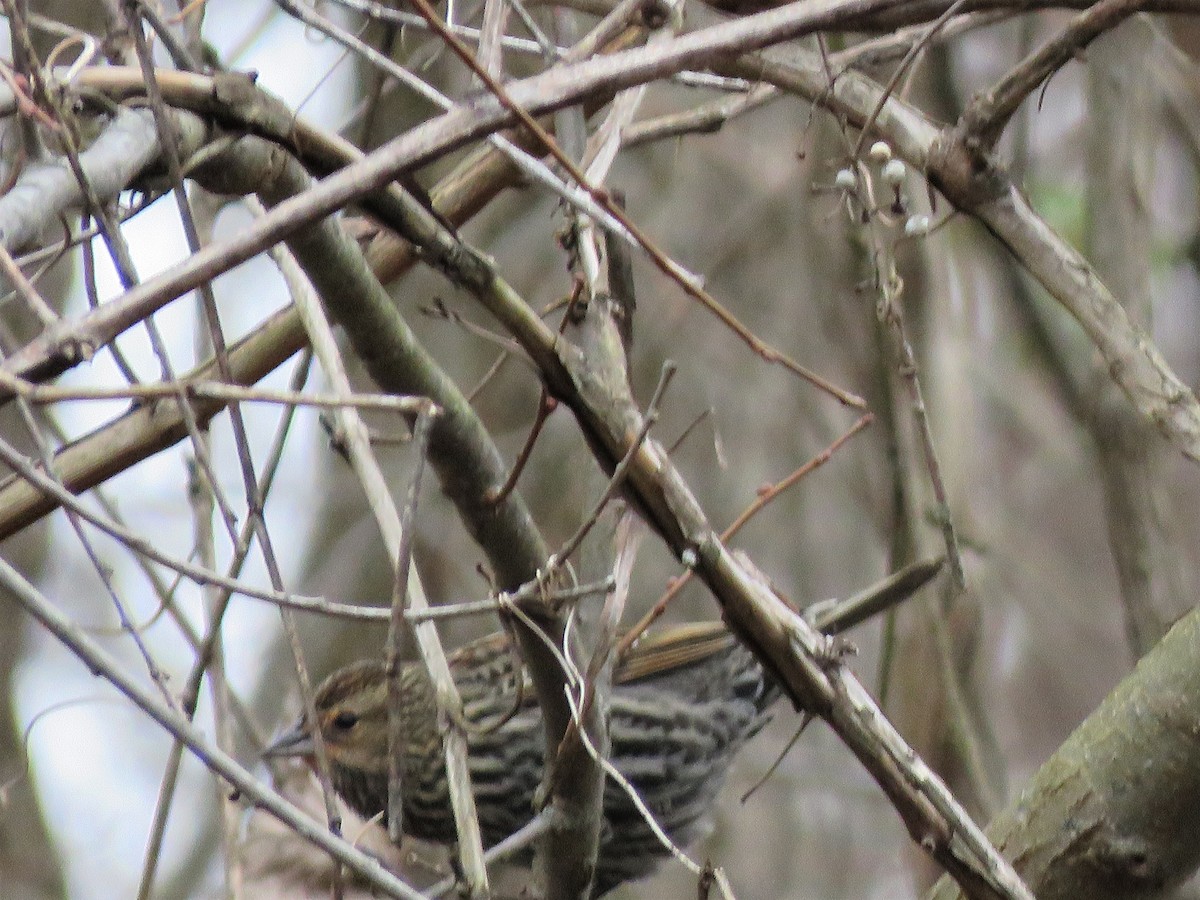 Red-winged Blackbird - ML295455801