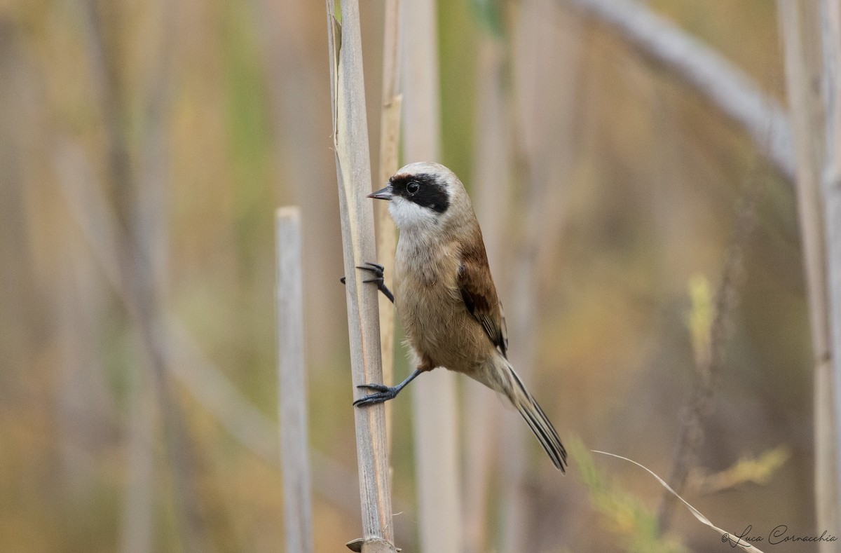 Eurasian Penduline-Tit - ML295456721