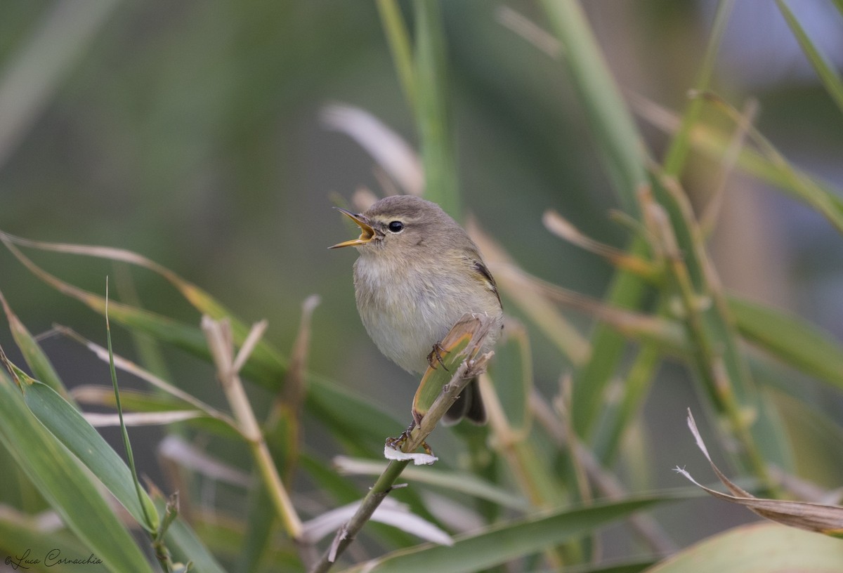 Mosquitero Común - ML295456901