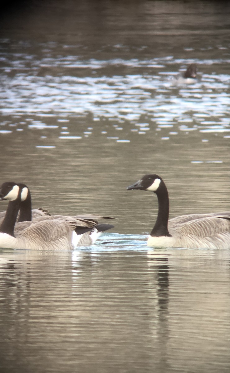 Canada Goose - ML295457131