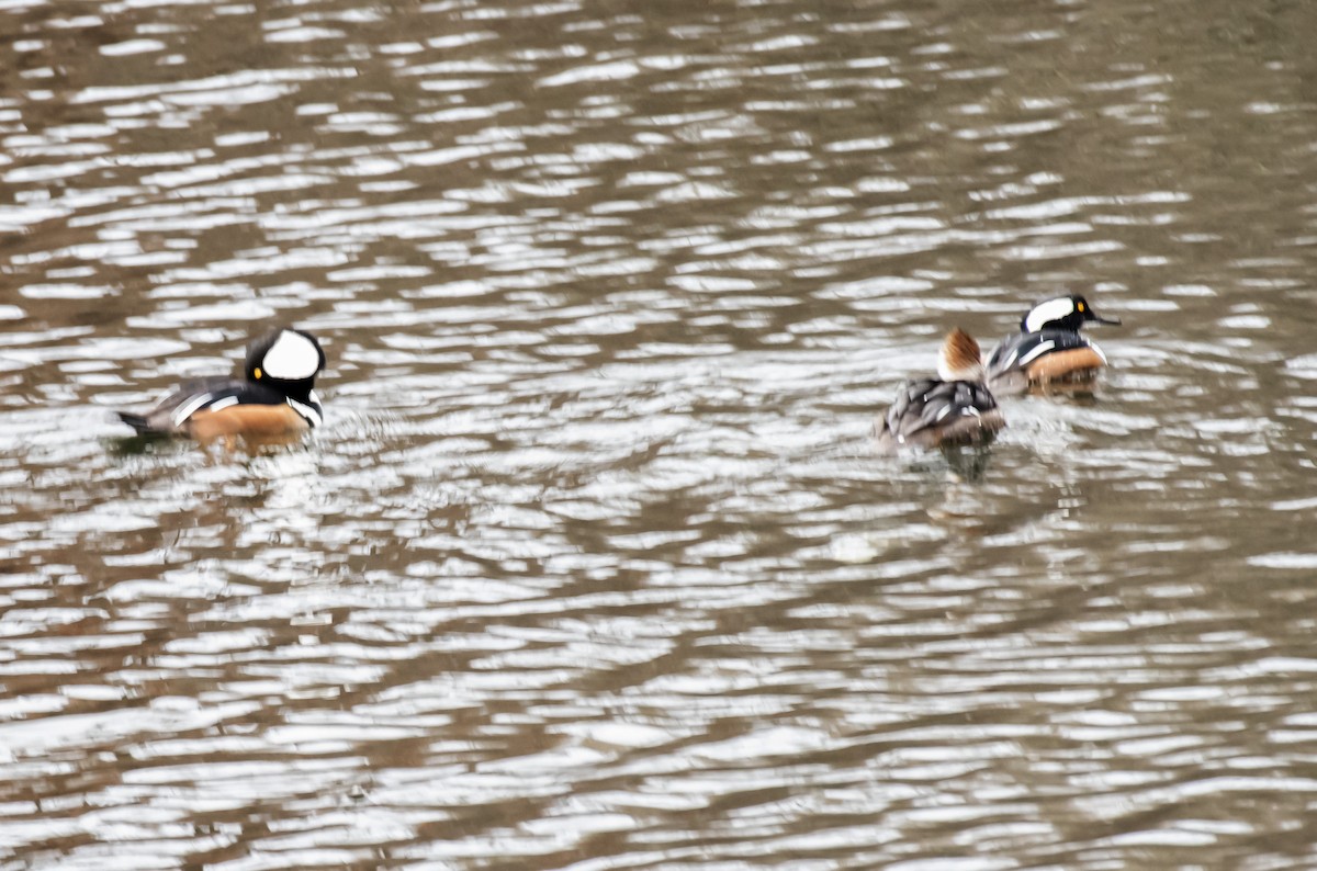 Hooded Merganser - ML295457911