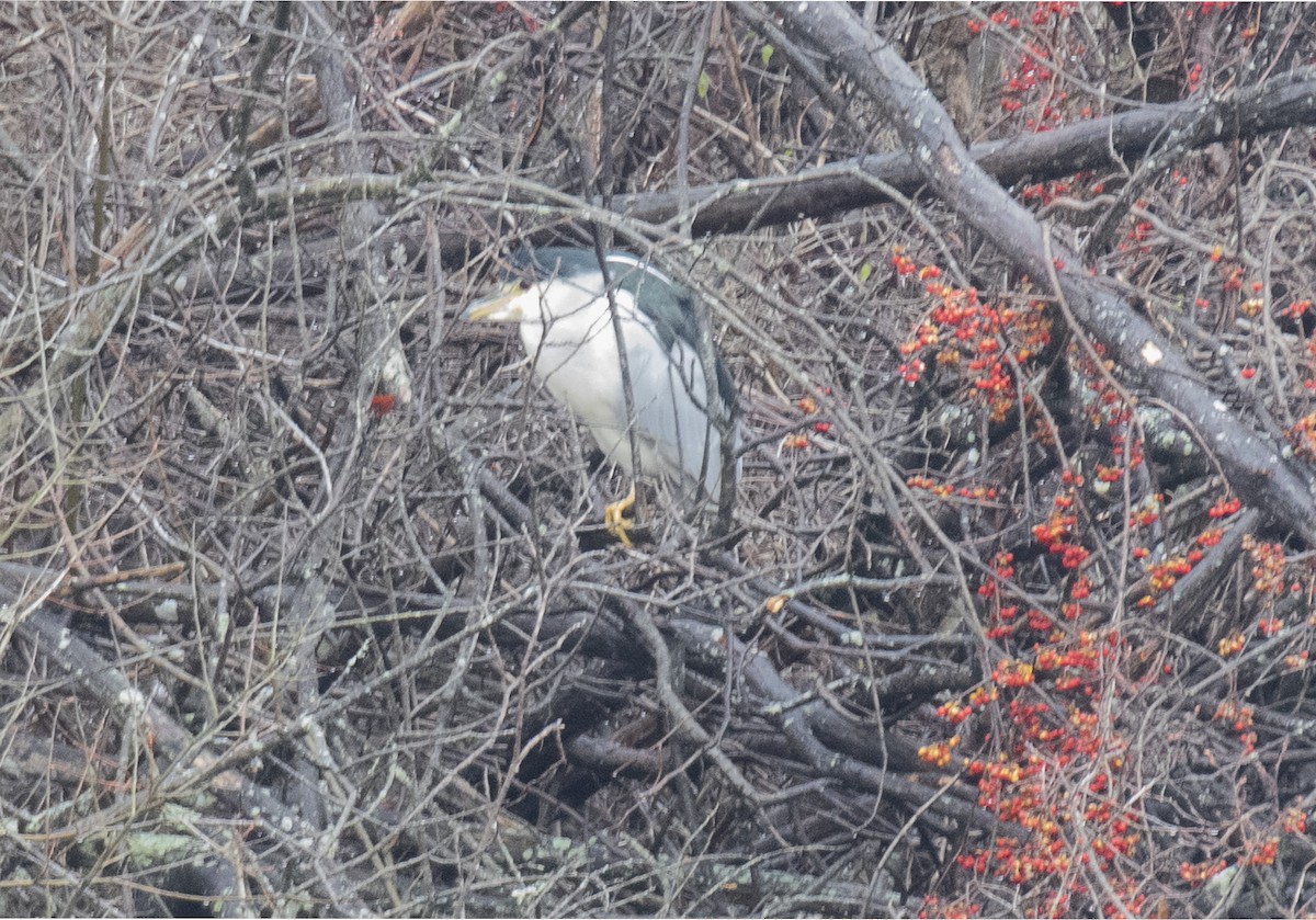 Black-crowned Night Heron - ML295458041