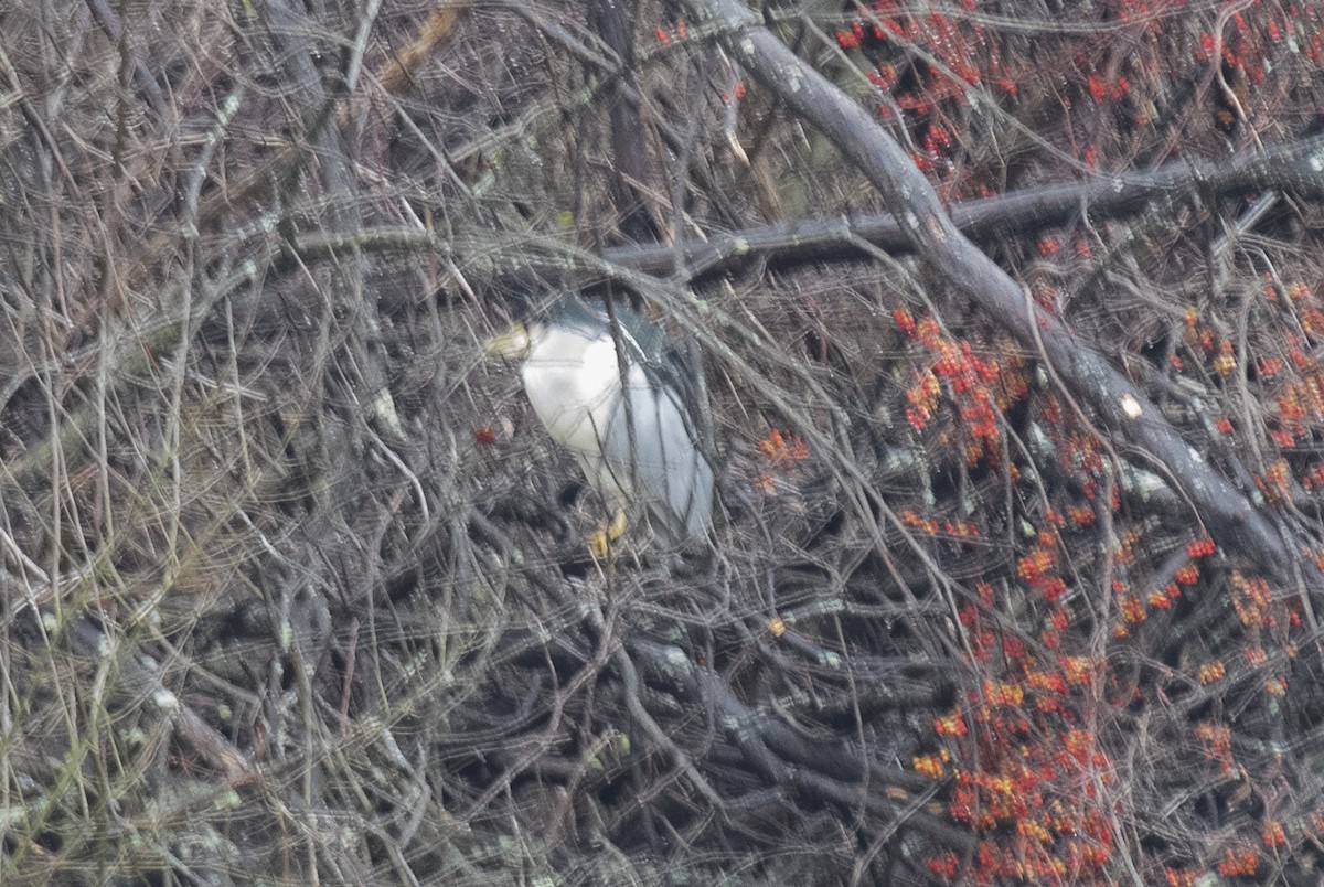 Black-crowned Night Heron - ML295458061