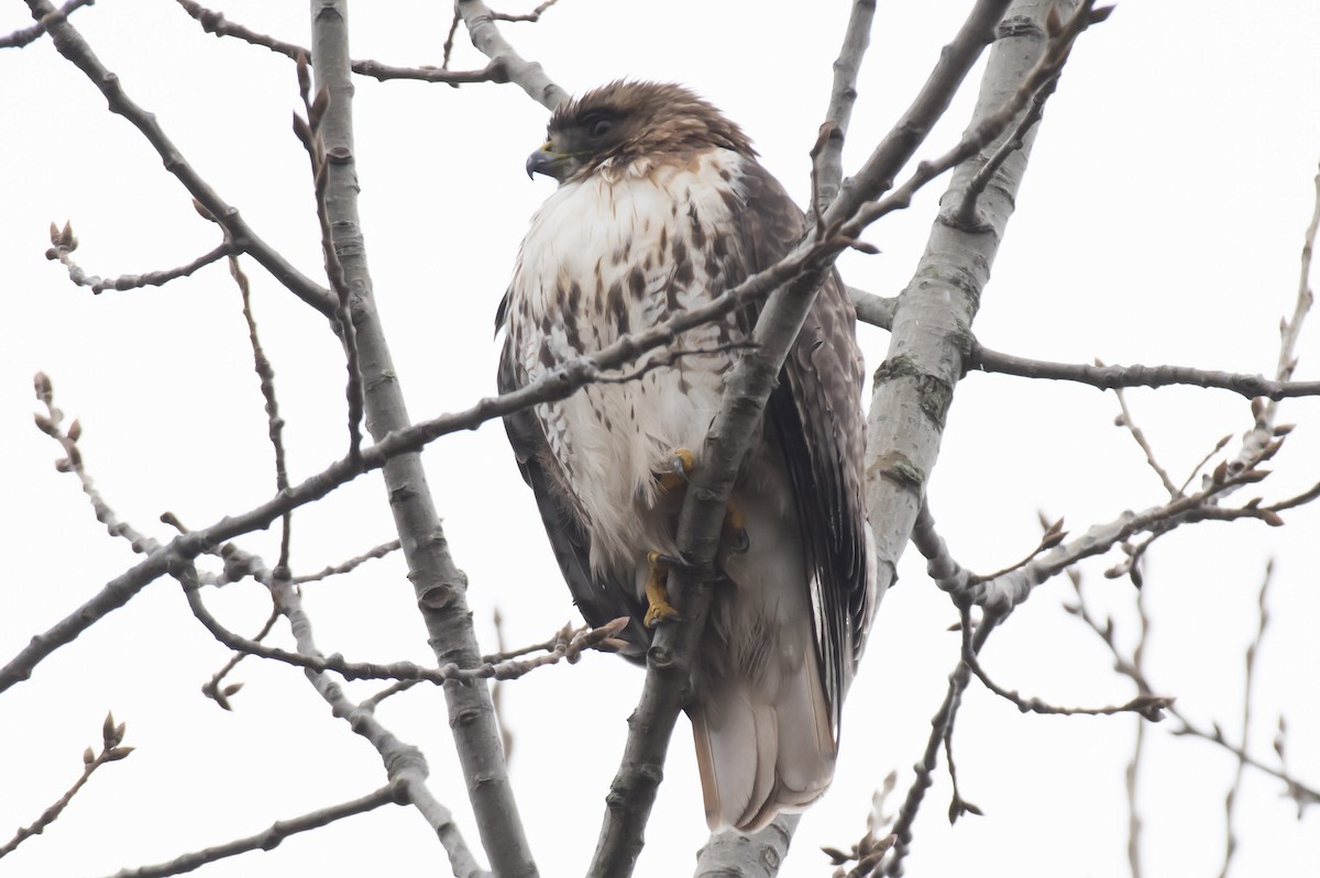 Red-tailed Hawk - ML295458241